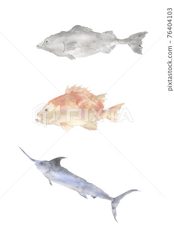 紫貂魚花台旗魚的小插圖 紫貂魚花台旗魚的小插圖 76404103