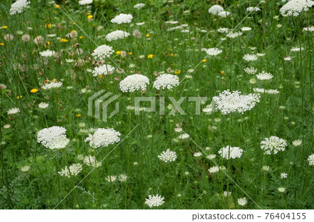 野胡蘿蔔白花田 野胡蘿蔔白花田 76404155