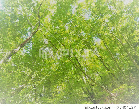 Green leaves Green leaves 76404157