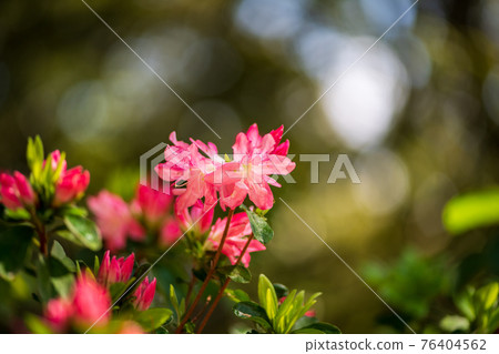 A rare spring landscape where cherry blossoms and azaleas bloom in spring at the same time A rare spring landscape where cherry blossoms and azaleas bloom in spring at the same time 76404562