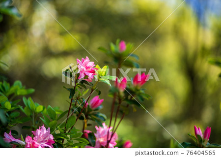 春季罕見的櫻花和藤蔓盛開的罕見春季景觀 76404565