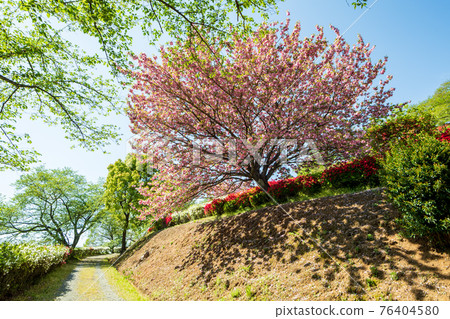 A rare spring landscape where cherry blossoms and azaleas bloom in spring at the same time 76404580