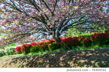 A rare spring landscape where cherry blossoms and azaleas bloom in spring at the same time 76404582