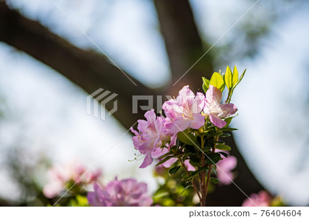 A rare spring landscape where cherry blossoms and azaleas bloom in spring at the same time 76404604