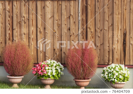 Kokia 和 Begonia 的板牆和背景 76404709