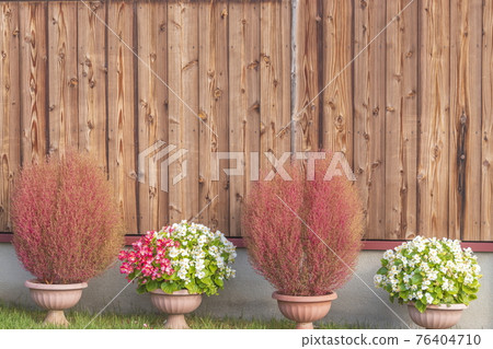 Board wall and background of Kokia and Begonia 76404710