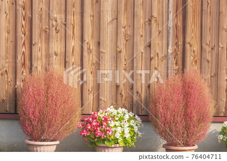 Kokia 和 Begonia 的板牆和背景 76404711