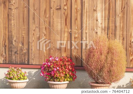 Board wall and background of Kokia and Begonia Board wall and background of Kokia and Begonia 76404712