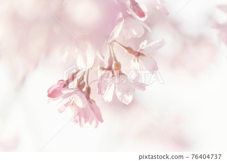 Cherry blossom petals and buds Cherry blossom petals and buds 76404737