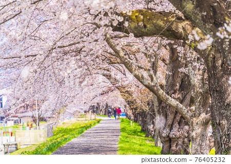 Blue sky and cherry blossoms in full bloom Shiraishi River bank Ichimoku Senbonzakura Ogawara Town, Miyagi Prefecture 76405232
