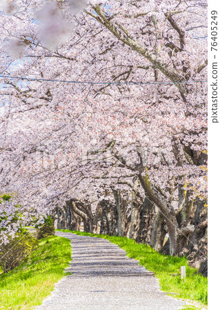 Blue sky and cherry blossoms in full bloom Shiraishi River bank Ichimoku Senbonzakura Ogawara Town, Miyagi Prefecture 76405249
