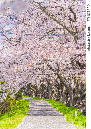 Blue sky and cherry blossoms in full bloom Shiraishi River bank Ichimoku Senbonzakura Ogawara Town, Miyagi Prefecture 76405250