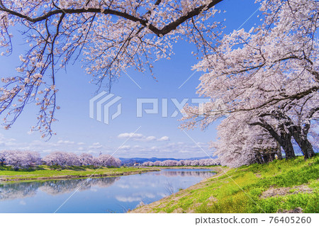 Blue sky and cherry blossoms in full bloom Shiraishi River bank Ichimoku Senbonzakura Ogawara Town, Miyagi Prefecture 76405260