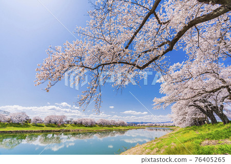 Blue sky and cherry blossoms in full bloom Shiraishi River bank Ichimoku Senbonzakura Ogawara Town, Miyagi Prefecture 76405265