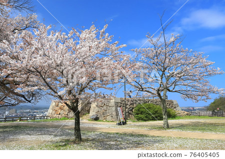 [Tottori Prefecture] Cherry blossoms in full bloom at Tottori Castle (Kyusho Park) 76405405