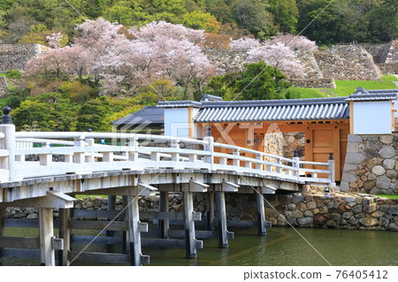 [鳥取縣] 櫻花盛開的鳥取城遺址（九州公園基星橋） 76405412