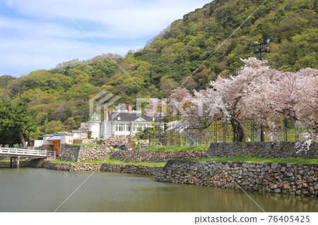 [Tottori Prefecture] Tottori Castle Ruins of Cherry Blossoms in Full Bloom (Kyusho Park, Jinpukaku) 76405425