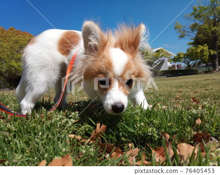 它是什麼？狡猾的小狗 76405453