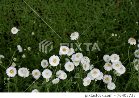 Blooming aster flowers 76405735