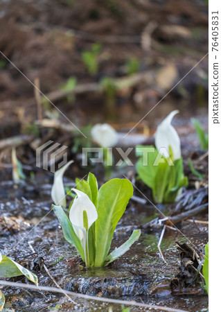 宮城縣七ga町的玉置原水瑞穗水產 76405831