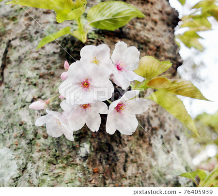 White flower "Sakura: Yoshino cherry tree" that bloomed vividly in the morning sun Watercolor style White flower "Sakura: Yoshino cherry tree" that bloomed vividly in the morning sun Watercolor style 76405939