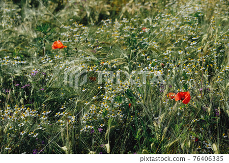 Sunny rustic landscape with wild blooming red poppy flowers and green grass. Sunny rustic landscape with wild blooming red poppy flowers and green grass. 76406385