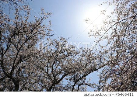 春天的德佐八幡宮櫻花哭泣的櫻花 春天的德佐八幡宮櫻花哭泣的櫻花 76406411