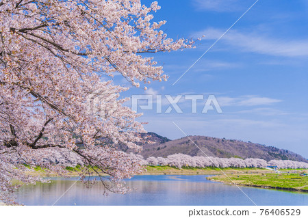 藍天和櫻花盛開的櫻花吹吹白石河岸一目千本櫻宮城縣小河原町 76406529