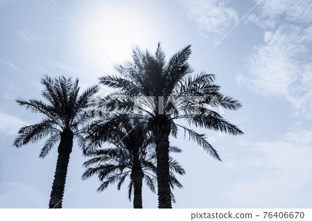 Tropical tourism paradise palms blue summer sky 76406670
