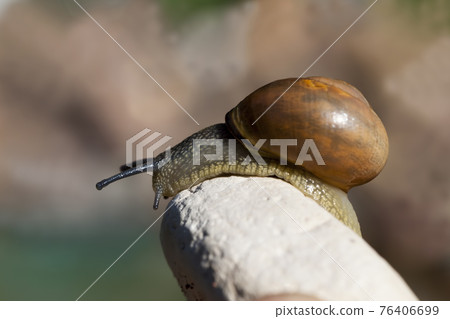 grape snail crawling on its territory grape snail crawling on its territory 76406699