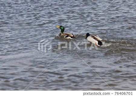 waterfowl ducks in spring or summer waterfowl ducks in spring or summer 76406701