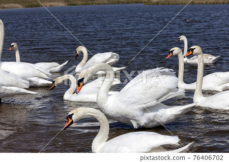 beautiful waterfowl swans beautiful waterfowl swans 76406702