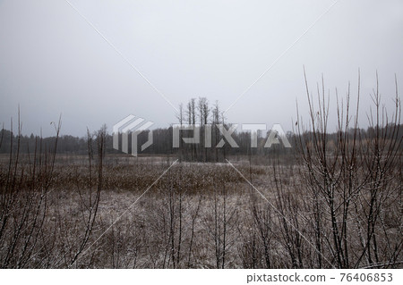 snow covers the ground and trees, plant in winter snow covers the ground and trees, plant in winter 76406853