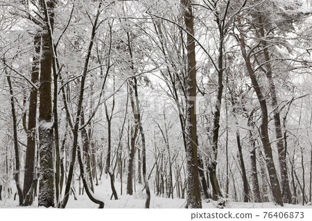 fully covered with snow deciduous trees in winter fully covered with snow deciduous trees in winter 76406873