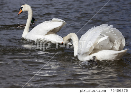 beautiful waterfowl two bird Swan on the lake in spring beautiful waterfowl two bird Swan on the lake in spring 76406876