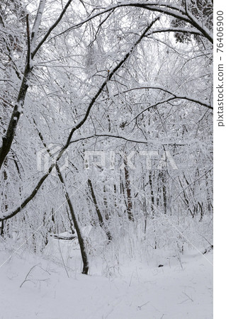 fully covered with snow deciduous trees in winter fully covered with snow deciduous trees in winter 76406900