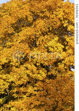 changing the color of maple in the autumn season 76406941