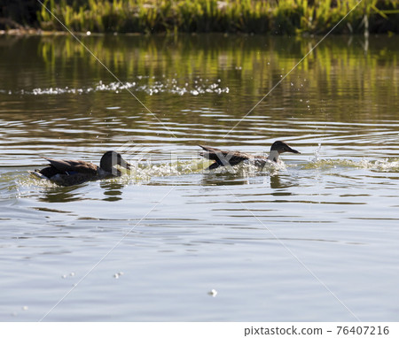 waterfowl wild birds ducks in the wild 76407216