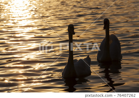 springtime on the lake with the Swan family 76407262