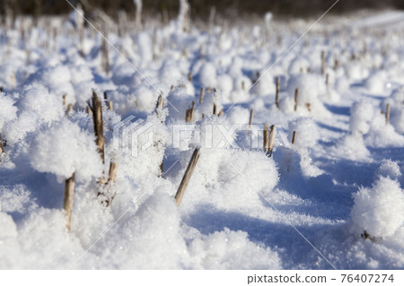 field in white snow in cold frosty weather field in white snow in cold frosty weather 76407274