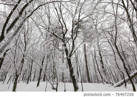 fully covered with snow deciduous trees in winter fully covered with snow deciduous trees in winter 76407288