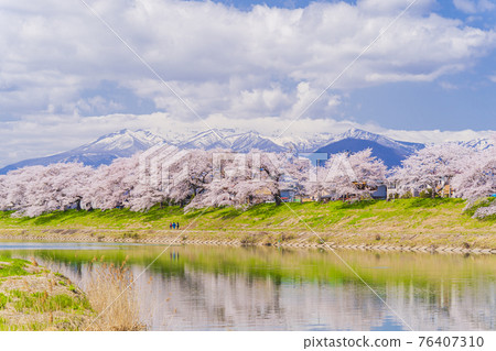 Cherry blossoms in full bloom and the Zao mountain range, Hitome Senbonzakura, Shiraishi River, Ogawara Town, Miyagi Prefecture Cherry blossoms in full bloom and the Zao mountain range, Hitome Senbonzakura, Shiraishi River, Ogawara Town, Miyagi Prefecture 76407310