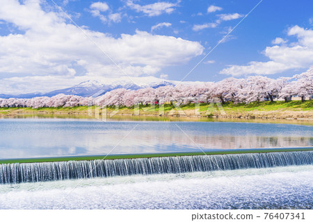 Cherry blossoms in full bloom and the Zao mountain range, Hitome Senbonzakura, Shiraishi River, Ogawara Town, Miyagi Prefecture 76407341
