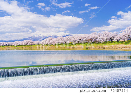 Cherry blossoms in full bloom and the Zao mountain range, Hitome Senbonzakura, Shiraishi River, Ogawara Town, Miyagi Prefecture 76407354