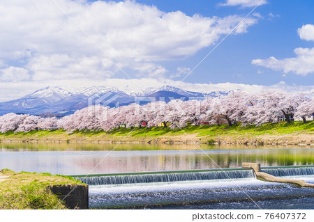 Cherry blossoms in full bloom and the Zao mountain range, Hitome Senbonzakura, Shiraishi River, Ogawara Town, Miyagi Prefecture 76407372