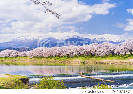 Cherry blossoms in full bloom and the Zao mountain range, Hitome Senbonzakura, Shiraishi River, Ogawara Town, Miyagi Prefecture 76407377
