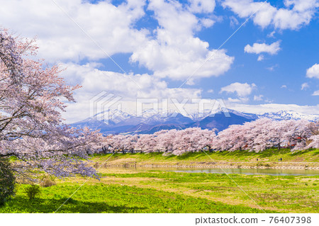 Cherry blossoms in full bloom and the Zao mountain range, Hitome Senbonzakura, Shiraishi River, Ogawara Town, Miyagi Prefecture 76407398