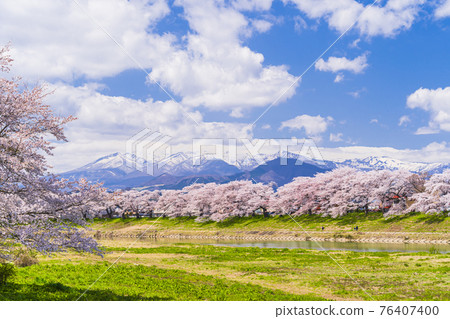 Cherry blossoms in full bloom and the Zao mountain range, Hitome Senbonzakura, Shiraishi River, Ogawara Town, Miyagi Prefecture Cherry blossoms in full bloom and the Zao mountain range, Hitome Senbonzakura, Shiraishi River, Ogawara Town, Miyagi Prefecture 76407400