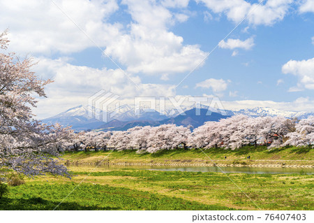 Cherry blossoms in full bloom and the Zao mountain range, Hitome Senbonzakura, Shiraishi River, Ogawara Town, Miyagi Prefecture Cherry blossoms in full bloom and the Zao mountain range, Hitome Senbonzakura, Shiraishi River, Ogawara Town, Miyagi Prefecture 76407403
