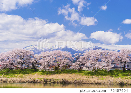 Cherry blossoms in full bloom and the Zao mountain range, Hitome Senbonzakura, Shiraishi River, Ogawara Town, Miyagi Prefecture Cherry blossoms in full bloom and the Zao mountain range, Hitome Senbonzakura, Shiraishi River, Ogawara Town, Miyagi Prefecture 76407404